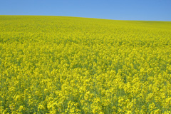 Mustard Hyrn biofuel boiler costs